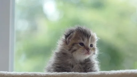 Close up of cute newborn kitten looking at camera slow motion Stock Footage 92297550