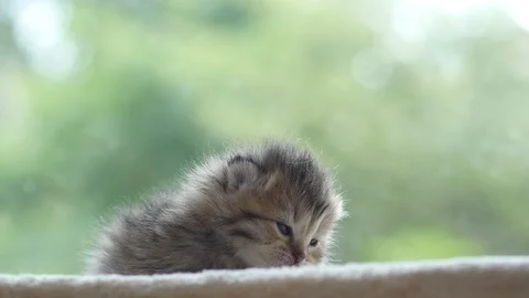 Close up of cute newborn kitten looking at camera slow motion Stock Footage 92299516