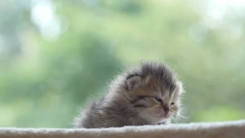 Close up of cute newborn kitten looking at camera slow motion Stock Footage 92299519