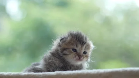 Close up of cute newborn kitten looking at camera slow motion Stock Footage 92300608