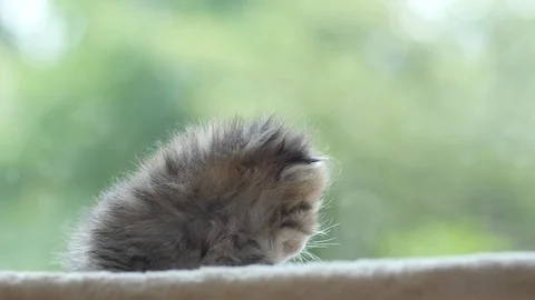 Close up of cute newborn kitten looking at camera slow motion Stock Footage 92301708