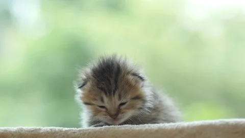 Close up of cute newborn kitten looking at camera slow motion Stock Footage 92302407