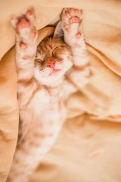 Close up of a cute orange tabby kitty cat sleeping Stock Photos