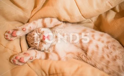 Close up of a cute orange tabby kitty cat sleeping Stock Photos