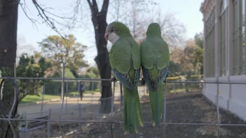 Close-up, cute pair of green parrots Myiopsitta monachus sits on a fence with Stock Footage 259664511