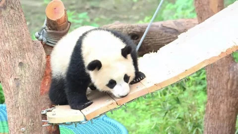 Close up cute panda, Yue Liang, crawling on the string ladder, Chongqing, Chi 動画素材 337100648