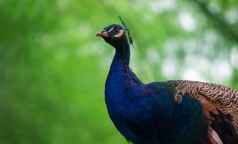 Close up of the cute peacock (large  bird) on a green background Stock Photos
