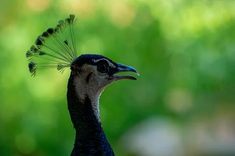 Close up of the cute peacock (large bird) on a green background Stock Photos