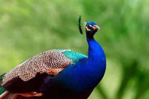 Close up of the cute peacock (large  bird) on a green background Stock Photos