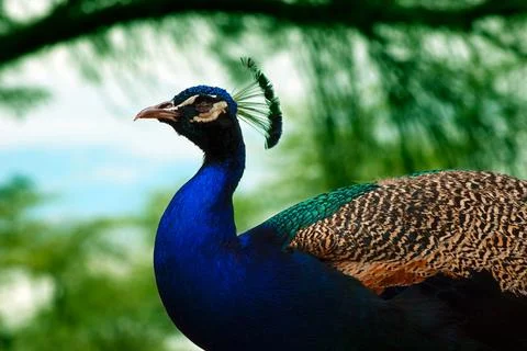Close up of the cute peacock (large bird) on a green background Stock Photos