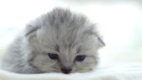 Close up cute persian kitten lying on white bed Stock Footage 95124784