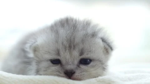 Close up cute persian kitten lying on white bed Stock Footage 95160621