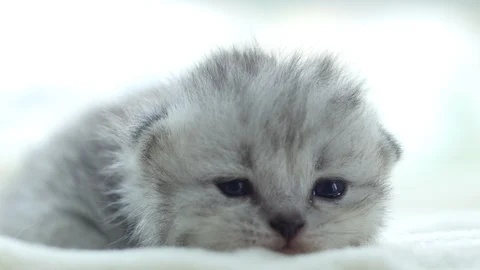 Close up cute persian kitten lying on white bed Stock Footage 95160662