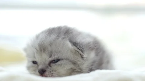 Close up cute persian kitten lying on white bed slow motion Stock Footage 95161573