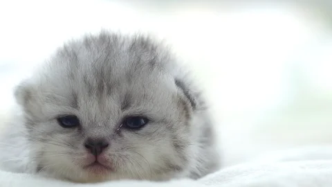 Close up cute persian kitten lying on white bed Stock Footage 95162223
