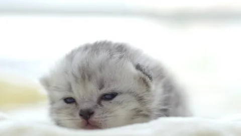 Close up cute persian kitten lying on white bed slow motion Stock Footage 95164950