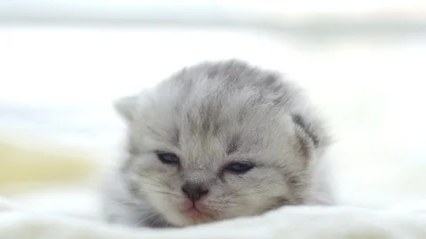 Close up cute persian kitten lying on white bed slow motion Stock Footage 95165054