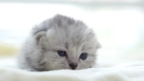 Close up cute persian kitten lying on white bed slow motion Stock Footage 95171119