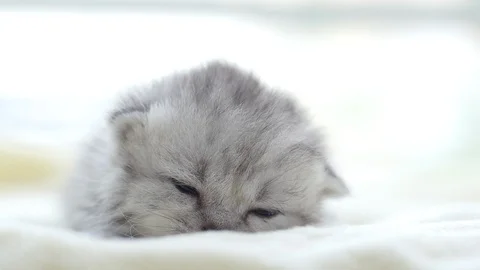Close up cute persian kitten lying on white bed slow motion Stock Footage 95171186