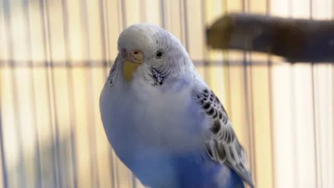 Close-up of a cute pet parrot Stock Footage 207025846