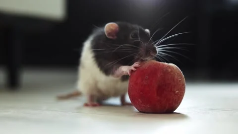 Close-up of a cute pet rat exploring and interacting with a small red ball Stock Footage 340563835