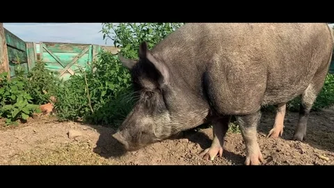 Close up of a cute pig looking at the camera on the farm in the rural area Stock Footage 315136493