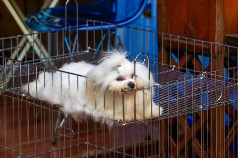 Close-up of a cute poodle in a pet store Foto stock