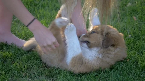 Close-up of a cute puppy on his back playing with owner. Stock Footage 107754459