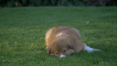 Close-up of a cute puppy outside in front yard of home on lawn. Stock Footage 107754258