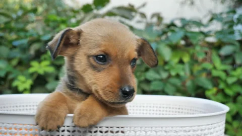 Close-up of cute puppy posing for camera from basket Stock Footage 140521316