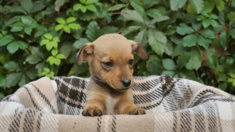 Close-up of cute puppy posing for camera from basket Stock Footage 140758002