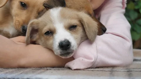 Close-up of cute puppy posing for the camera while lying on the child's hand Stock Footage 148447175