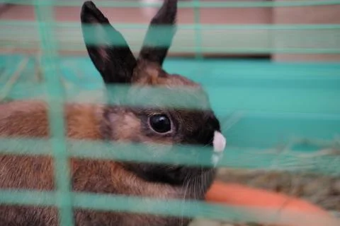 A close up of cute rabbit in a cage. Foto stock