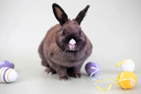 Close-up of a cute rabbit with colorful easter eggs in a gray background. Foto stock