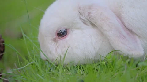 Close-up of cute rabbit eating grass with soft blurred background, beautiful 4K Stock Footage 335412921