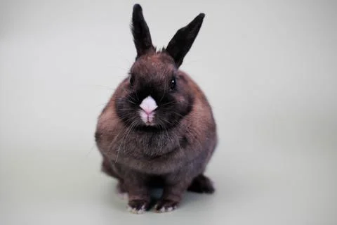 Close-up of a cute rabbit in a gray background. Stock Photos