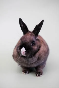 Close-up of a cute rabbit in a gray background. Stock-Fotos