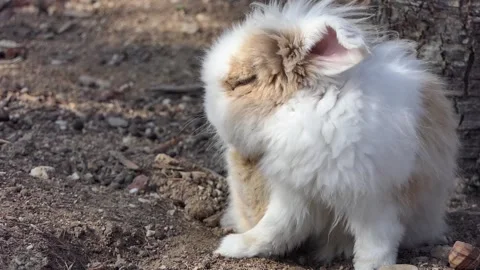 Close-up cute rabbit on the ground Stock Footage 237072722