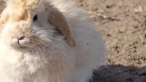 Close-up cute rabbit on the ground Stock Footage 237072729