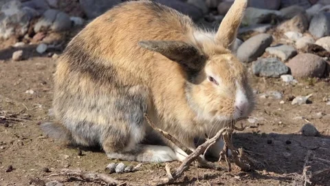 Close-up cute rabbit on the ground Stock Footage 237178024