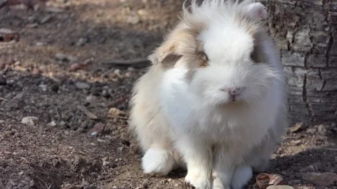 Close-up cute rabbit on the ground Stock Footage 237178094