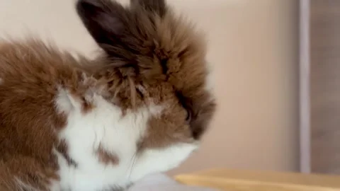 Close-up cute rabbit swashes its face and eyes, in the house Stock Footage 276965737