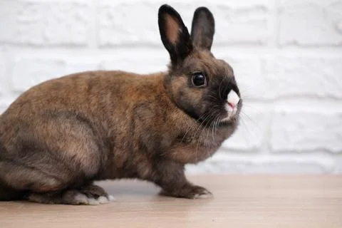 Close-up of a cute rabbit in a white bricks background. Stock Photos
