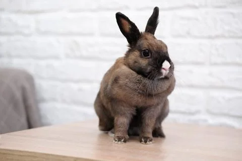 Close-up of a cute rabbit in a white bricks background. Stock Photos