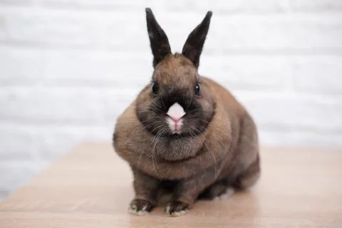 Close-up of a cute rabbit in a white bricks background. Foto stock