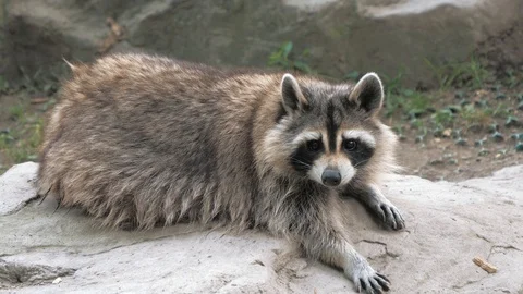 Close-up of cute racoon having a rest on stone at zoo Stock Footage 92886307