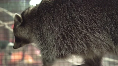 Close-up of cute racoon having a rest on stone at zoo Stock Footage 232815463