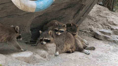 Close-up of cute racoons having a rest on stone at zoo Stock Footage 93577096