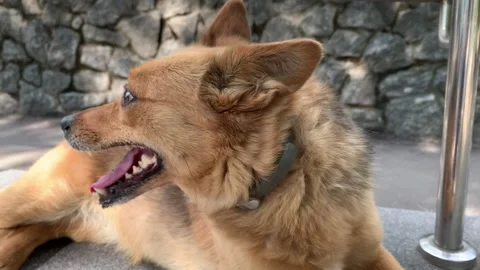 Close-up of a cute red dog lying outdoors with its tongue sticking out. 스톡 동영상 310766780