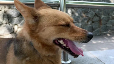 Close-up of a cute red dog lying outdoors with its tongue sticking out. Stock Footage 312072879